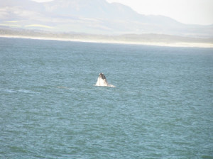Wale, Hermanus, Südafrika. Autor Marco Ramerini
