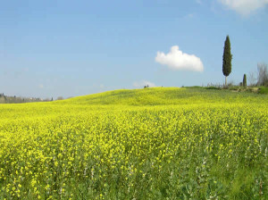 Barberino Val d'Elsa, Кьянти, Тоскана, Италия. Author Marco Ramerini