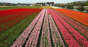 Поля, тюльпанов, Нидерланды. Author Alessandro Vecchi
