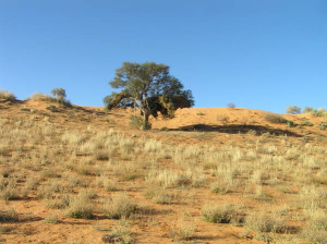 Kalahari Desert, Kgalagadi Transfrontier Park, South Africa. Author and Copyright Marco Ramerini