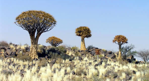 Kokerboom (Aloe dichotoma), Namibia. Author and Copyright Marco Ramerini