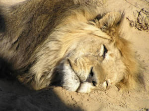 Löwen der Kalahari, Kgalagadi Transfrontier Park, Südafrika. Autor Marco Ramerini