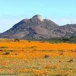 Namaqualand, South Africa. Author and Copyright Marco Ramerini..