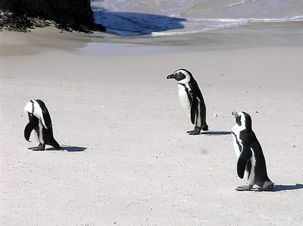 Penguins at Foxy Beach, Boulders Beach, Cape Town, South Africa. Autore e Copyright Marco Ramerini