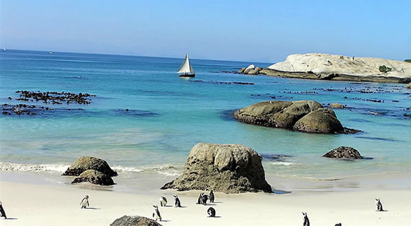 Penguins at Foxy Beach, Boulders Beach, Cape Town, South Africa. Autore e Copyright Marco Ramerini
