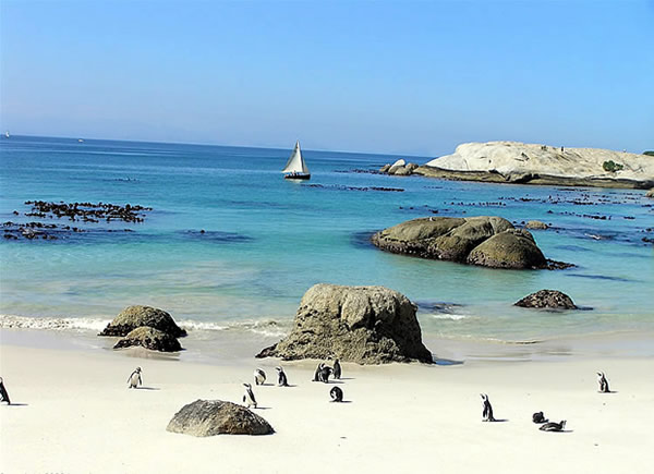 Pinguine am Foxy Beach, Boulders Beach, Kapstadt, Südafrika. Autor Ramerini