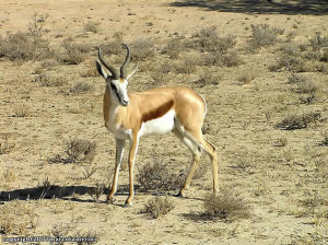 Gazelles: Springbok, Kgalagadi Transfrontier Park, South Africa. Author and Copyright Marco Ramerini
