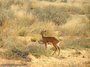 Steenbok, Kgalagadi Transfrontier Park, South Africa. Author and Copyright Marco Ramerini .
