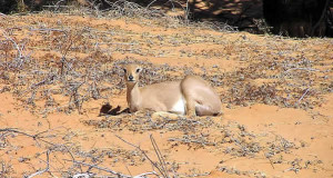 Steenbok, Kgalagadi Transfrontier Park, South Africa. Author and Copyright Marco Ramerini
