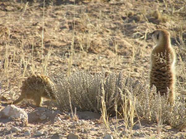 Die Kalahari-Fauna: Erdmännchen und Mangusten