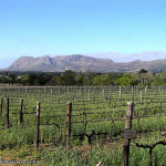 Vineyards of Groot Constantia, Cape Town, South Africa. Author and Copyright Marco Ramerini