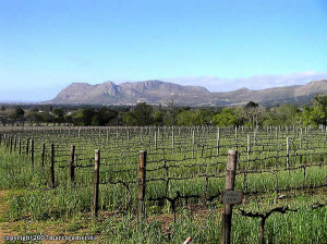 Vineyards of Groot Constantia, Cape Town, South Africa. Author and Copyright Marco Ramerini