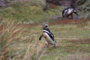 Penguin, Gipsy Cove, Falkland Islands. Author and Copyright Marco Ramerini