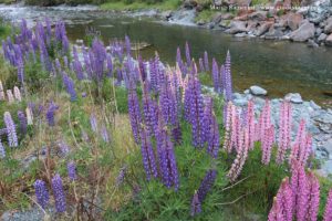 Wild Lupines, Cascade Creek, Milford Road, New Zealand. Author and Copyright Marco Ramerini