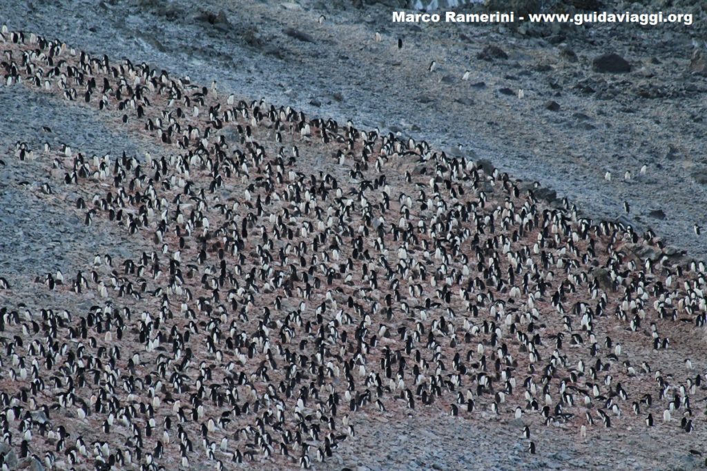 Die Pinguinkolonie von Hope Bay (Bahía Esperanza), Antarktische Sund, Antarktis. Autor und Copyright Marco Ramerini