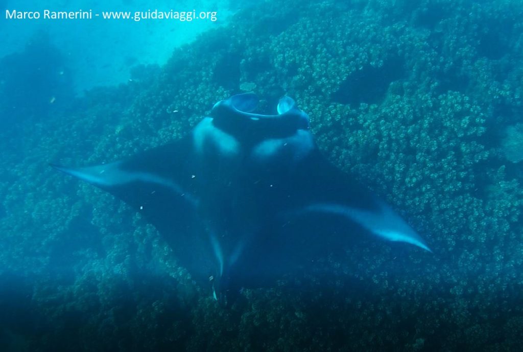 Manta ray between the islands of Drawaqa and Naviti, Yasawa Islands, Fiji. Author and Copyright Marco Ramerini.