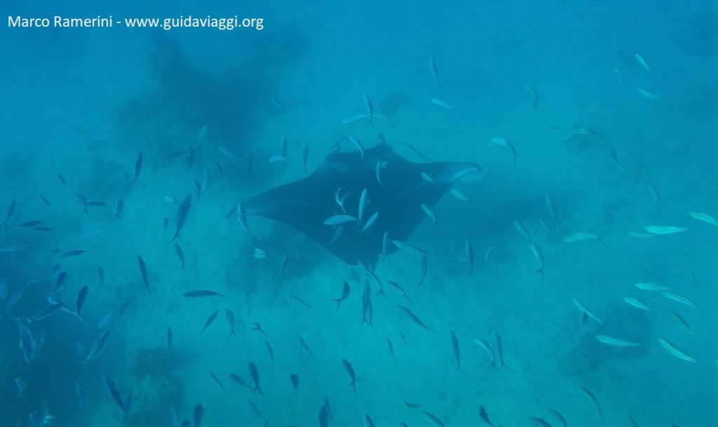 Manta ray between the islands of Drawaqa and Naviti, Yasawa Islands, Fiji. Author and Copyright Marco Ramerini.