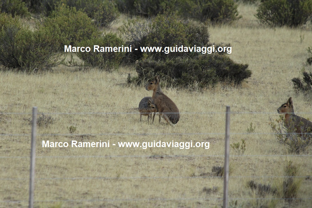 Patagonian mara, Valdés Peninsula, Argentina. Author and Copyright Marco Ramerini