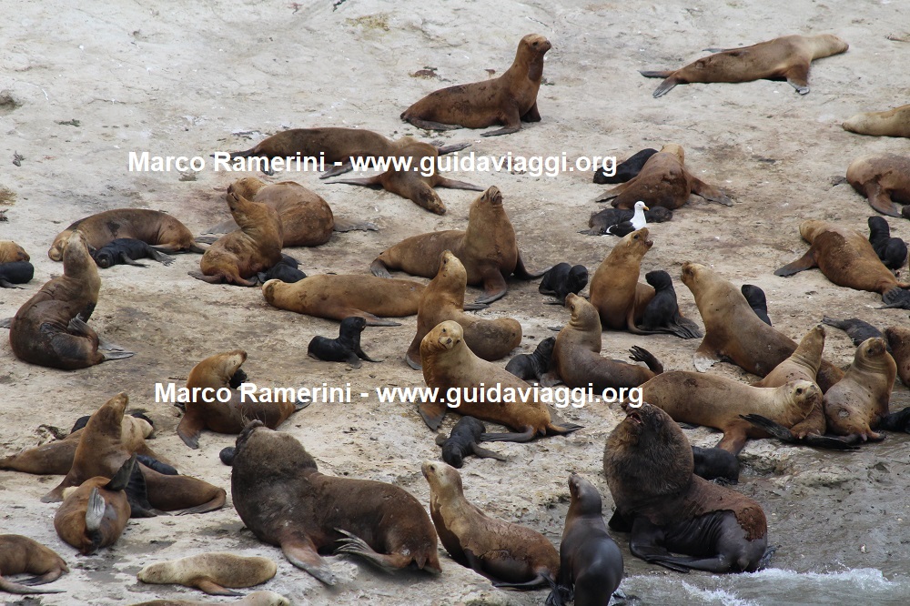Punta Pirámide, Valdés Peninsula, Argentina. Author and Copyright Marco Ramerini
