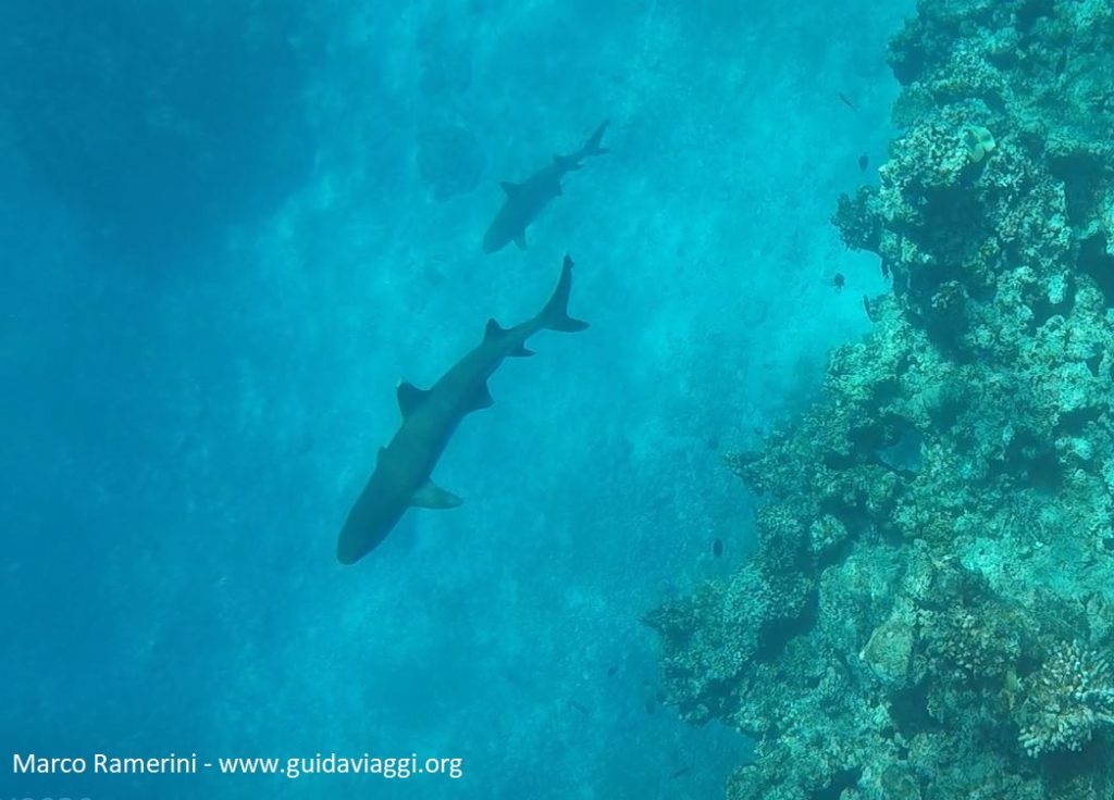 Shark snorkeling, Kuata Island, Yasawa Islands, Fiji. Author and Copyright Marco Ramerini