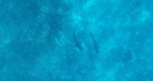 Shark snorkeling, Kuata Island, Yasawa Islands, Fiji. Author and Copyright Marco Ramerini