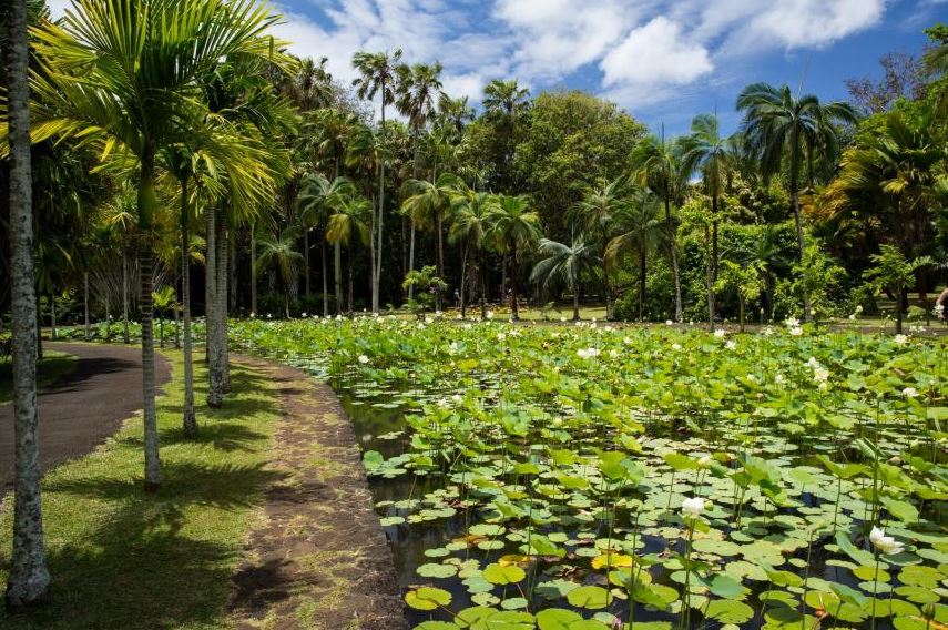 Pamplemousses Botanical Garden. Credit Mauritius Tourism