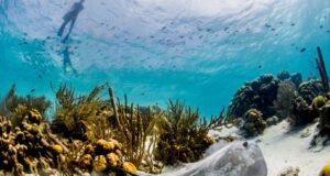 The coral reef of Bonaire. Photo Credit Bonaire Tourism