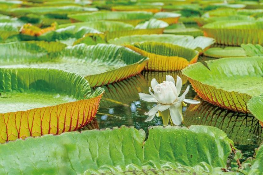 Giant water lilies (Victoria amazonica), Pamplemousses Botanical Gardens. Credit Mauritius Tourism