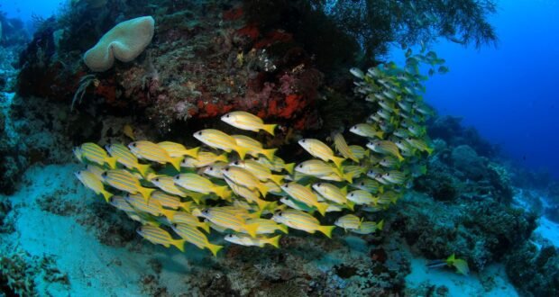Raja Ampat, Indonesien. Credit Ministry of Tourism, Republic of Indonesia by EDO ANG