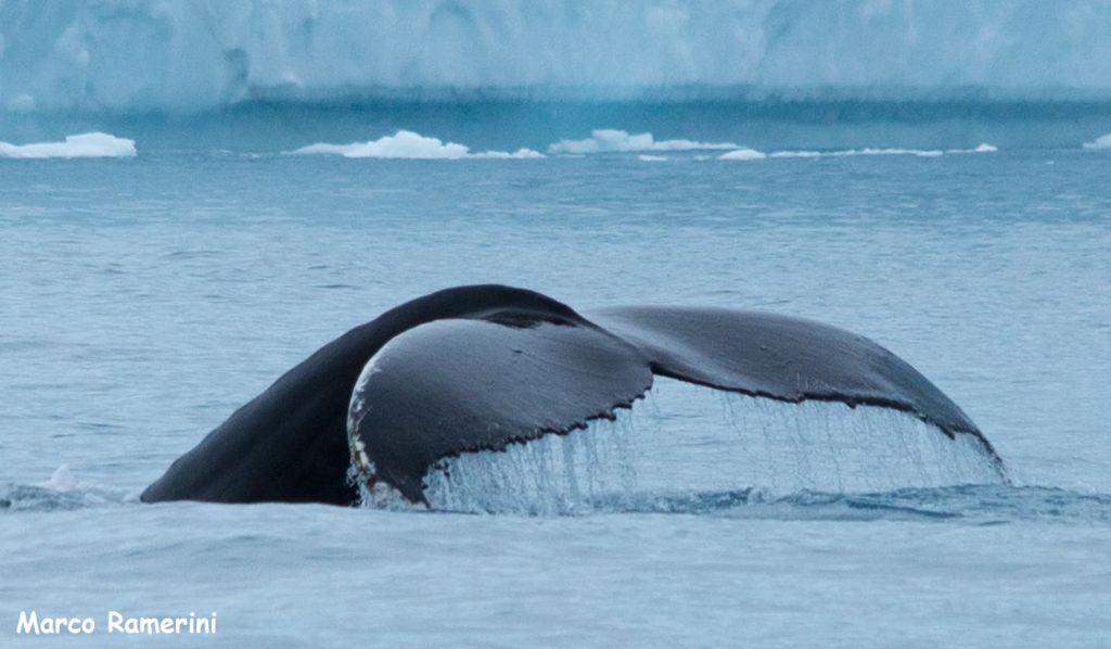 Whale in Disko Bay, Greenland. Author and Copyright Marco Ramerini