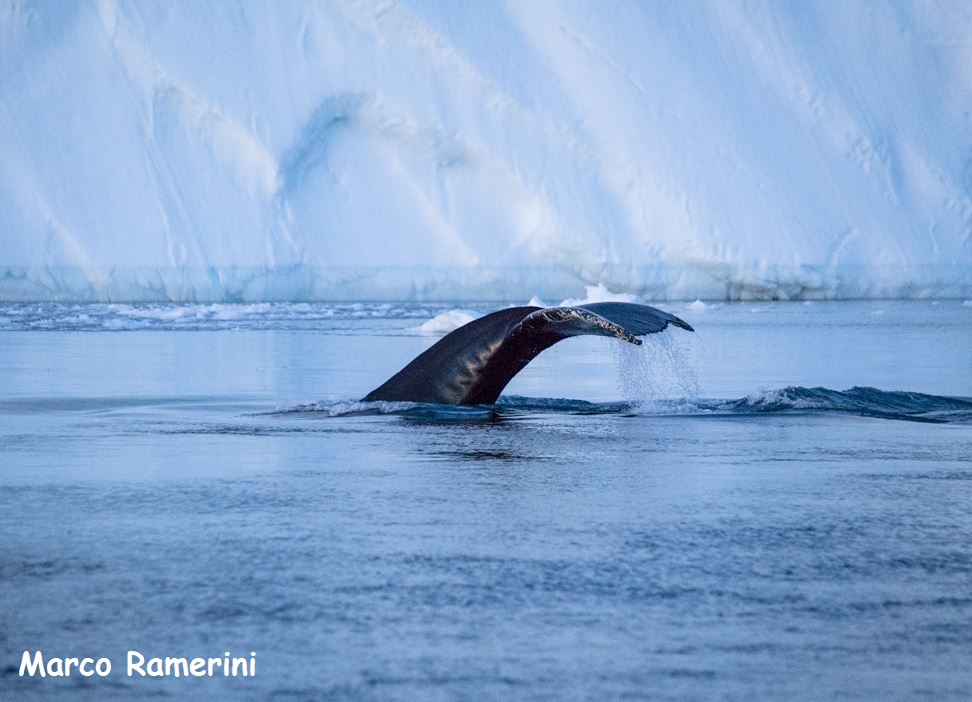 Whale tail, Disko bay, Greenland. Author and Copyright Marco Ramerini