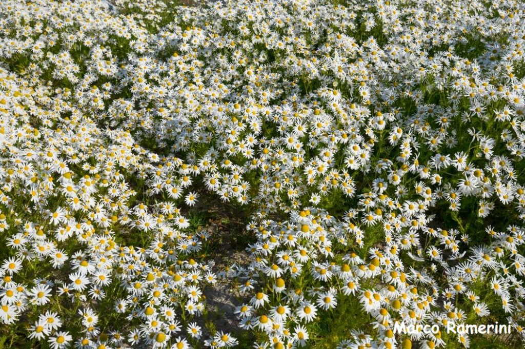 Arctic daisies, Ilulissat. Author and Copyright Marco Ramerini