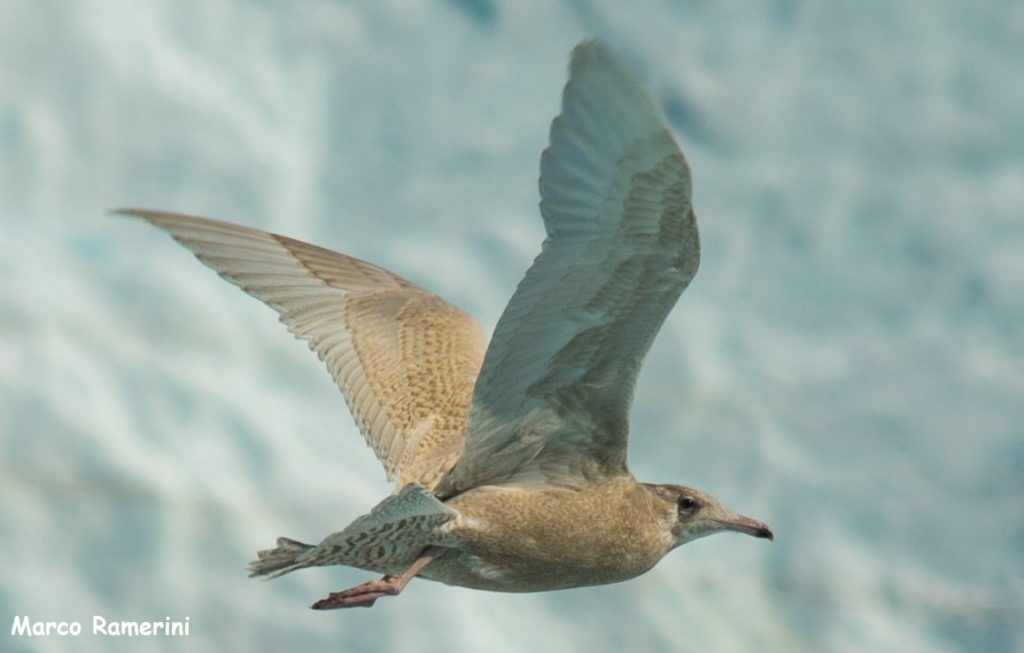 Bird in flight, Greenland. Author Marco Ramerini